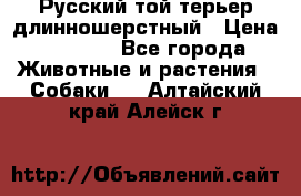 Русский той-терьер длинношерстный › Цена ­ 7 000 - Все города Животные и растения » Собаки   . Алтайский край,Алейск г.